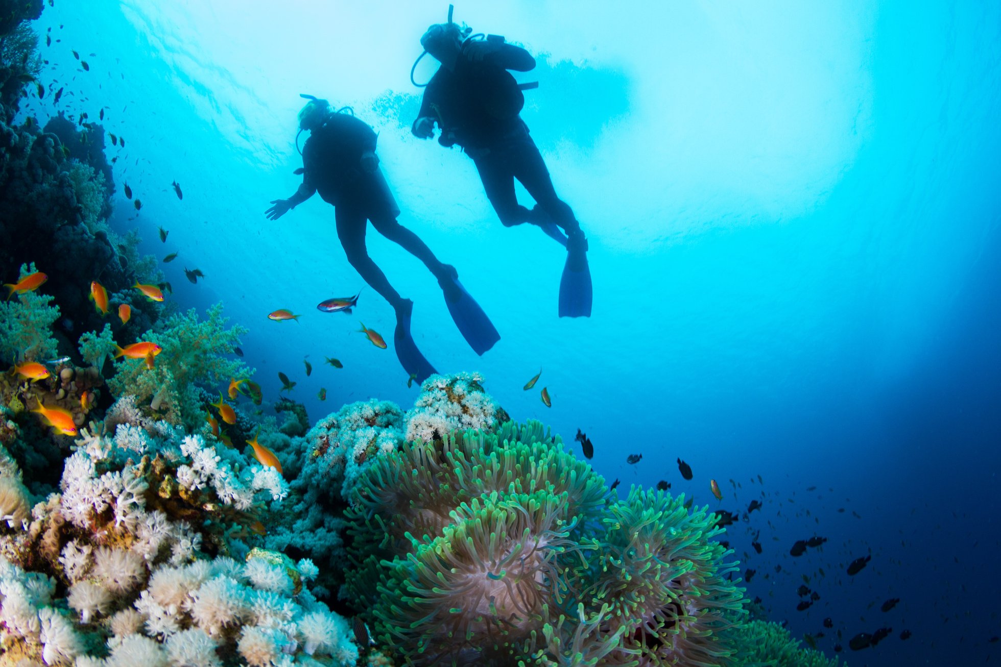 Scuba Diving at Coral Reef